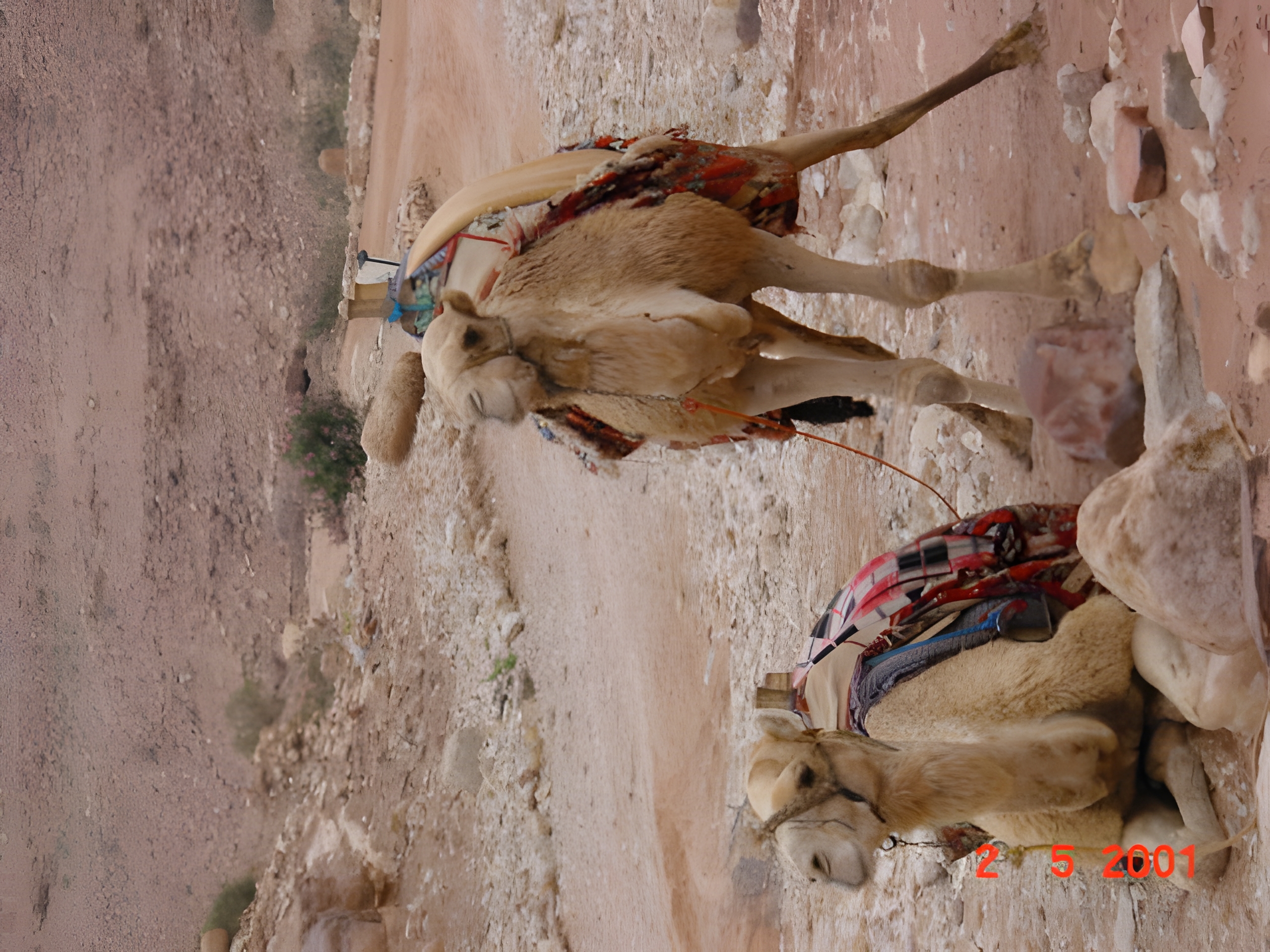 Petra18