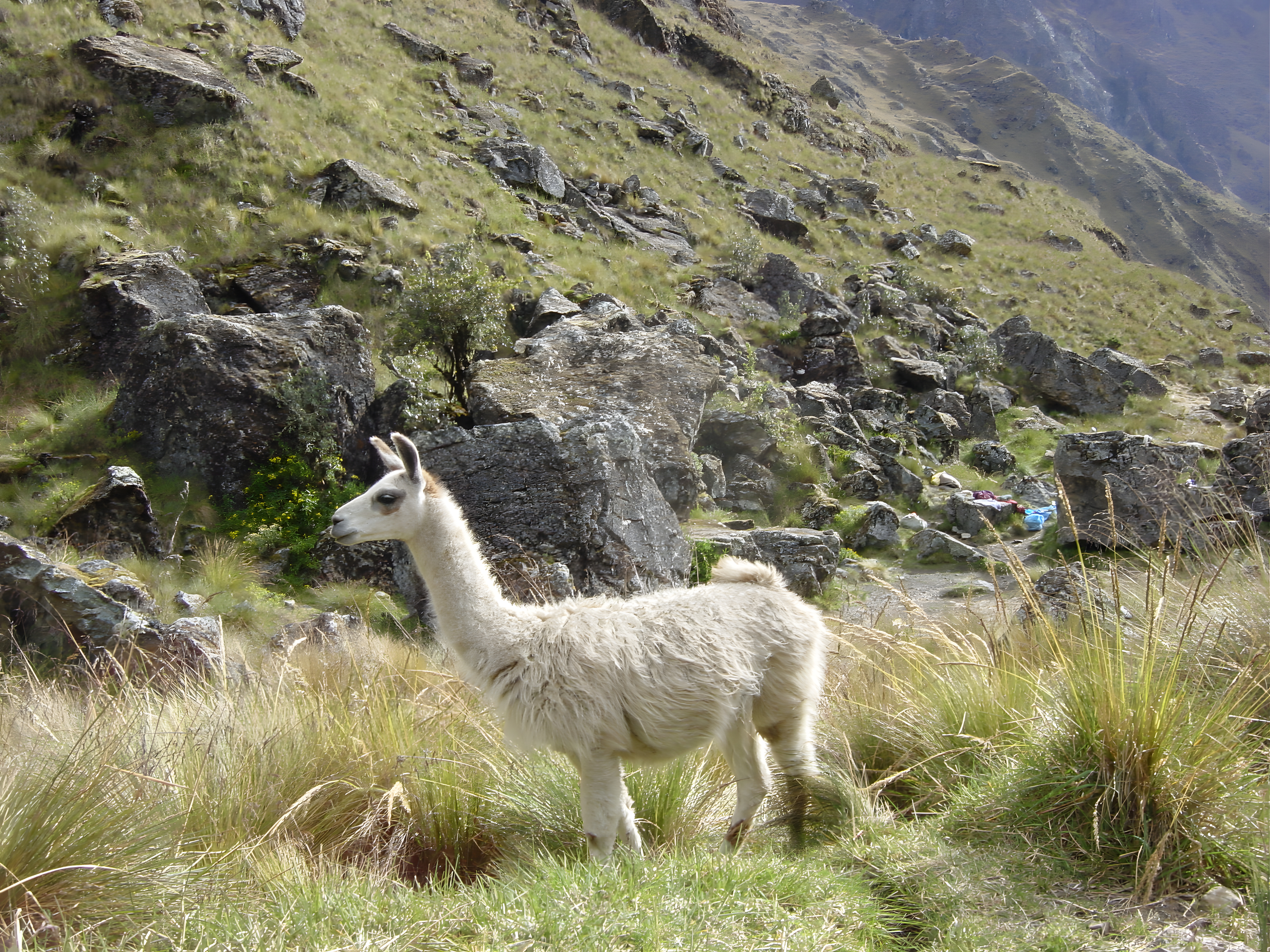 Inca