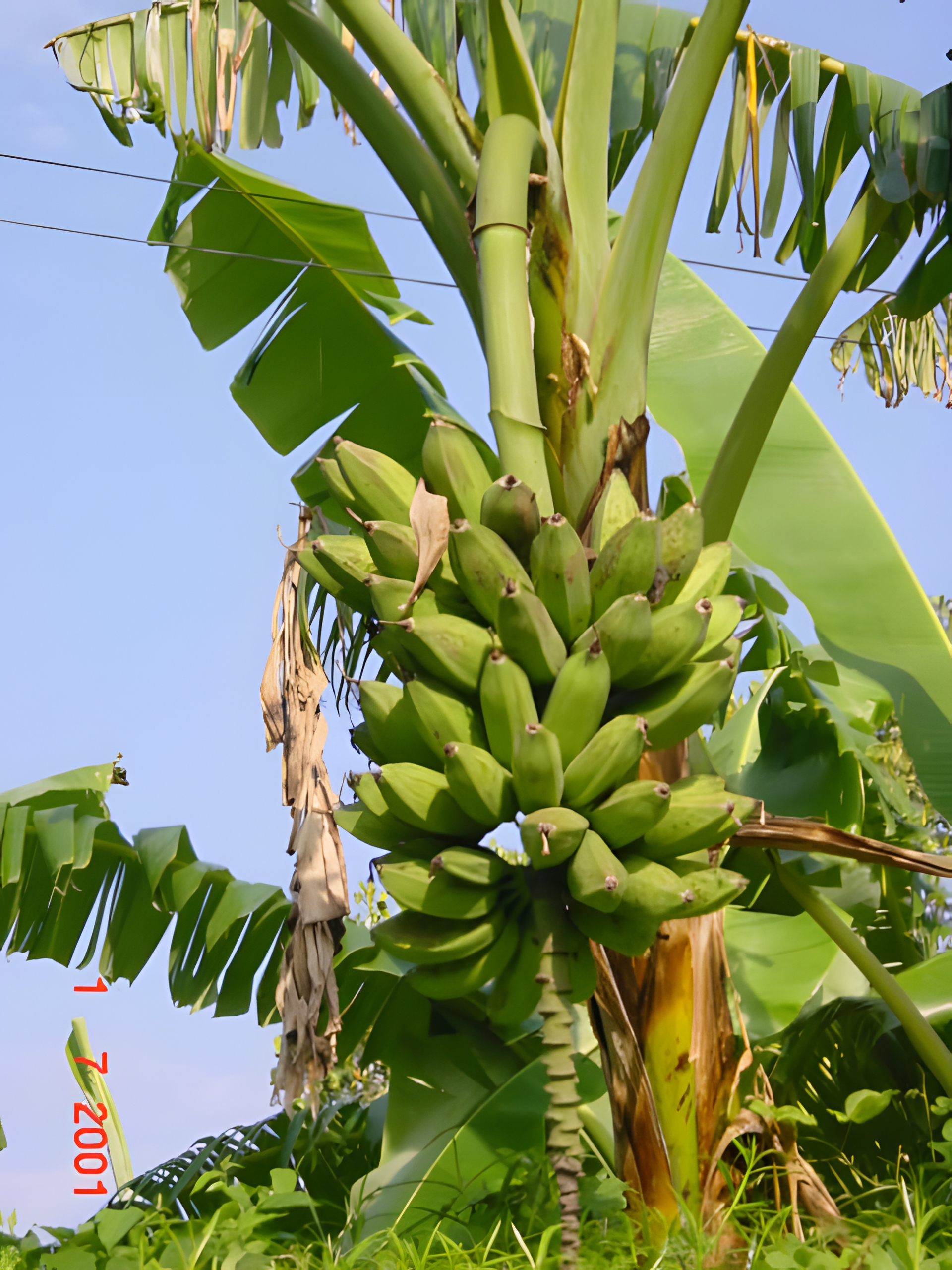 Uganda