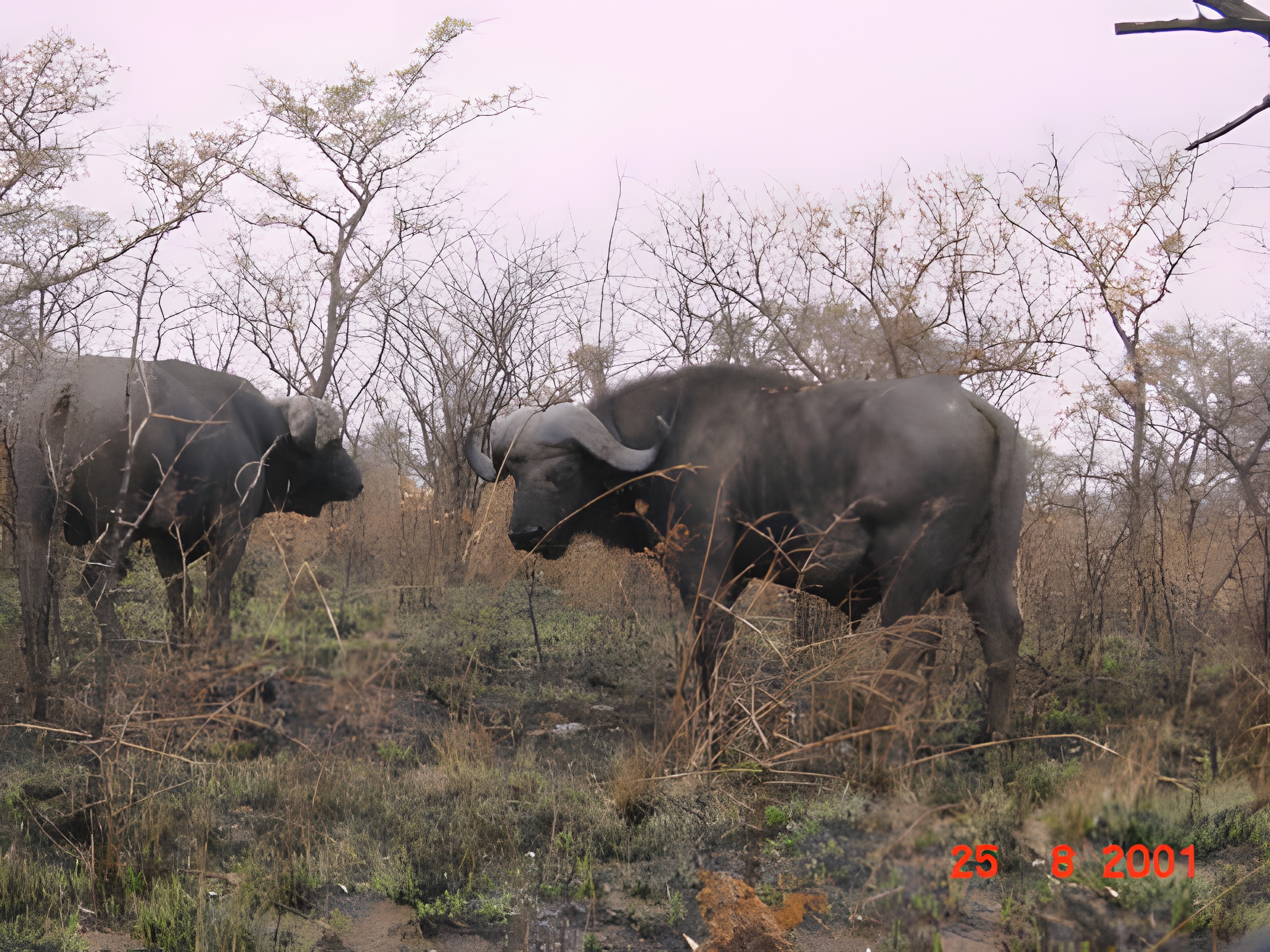 Kruger